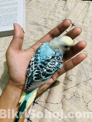 Bajrigar pakhi